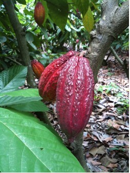 cacao seeds